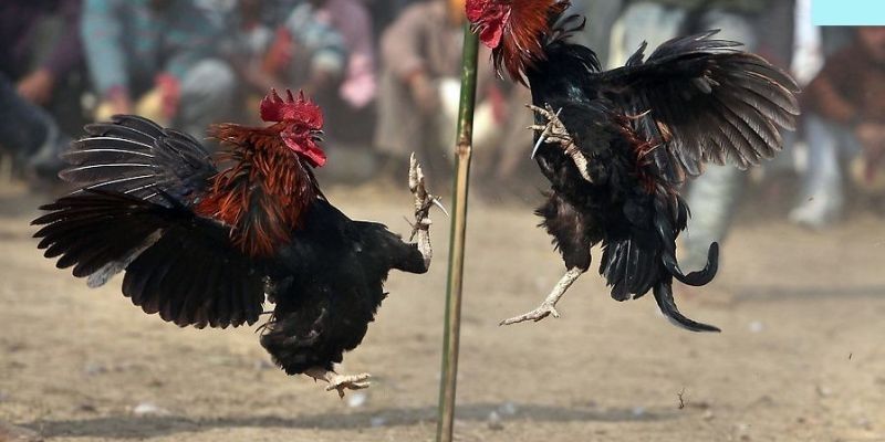 Đá Gà GA28 tại XocDia88 – Trận đấu sống động, cược thông minh 3 Mẹo chơi Đá Gà GA28 cho cả người mới và cao thủ lâu năm
